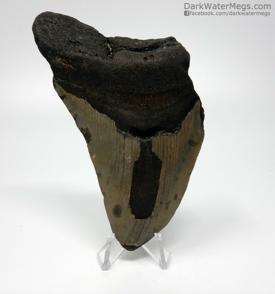 4.65&quot;  Bargain megalodon fossil