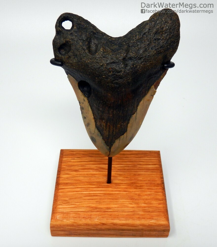 4.20&quot;  boring clam megalodon on stand