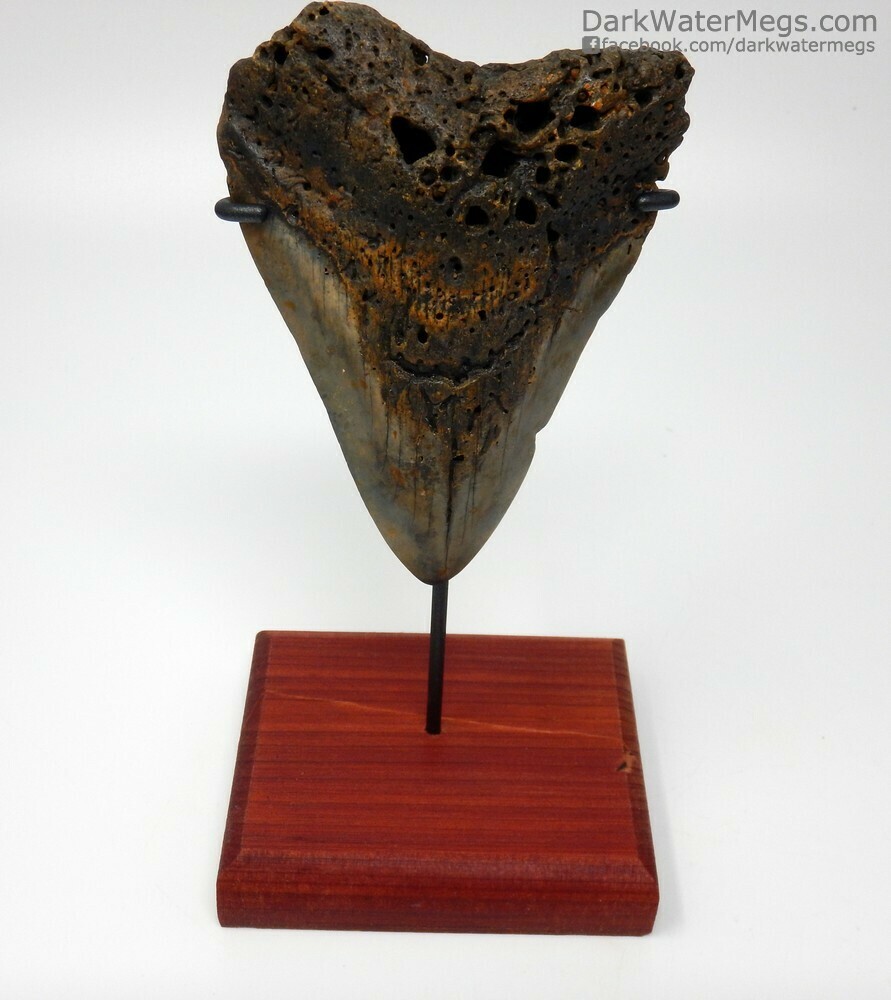 4.24&quot;  unique megalodon on stand