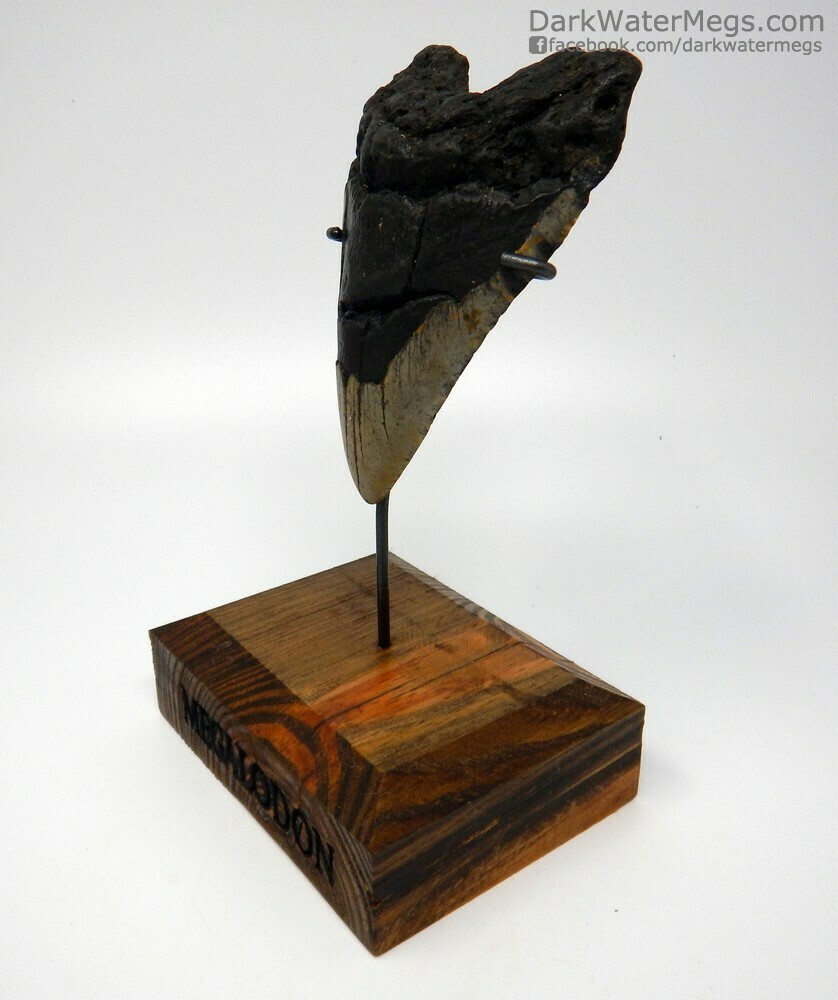 4.68&quot; dark root megalodon on stand