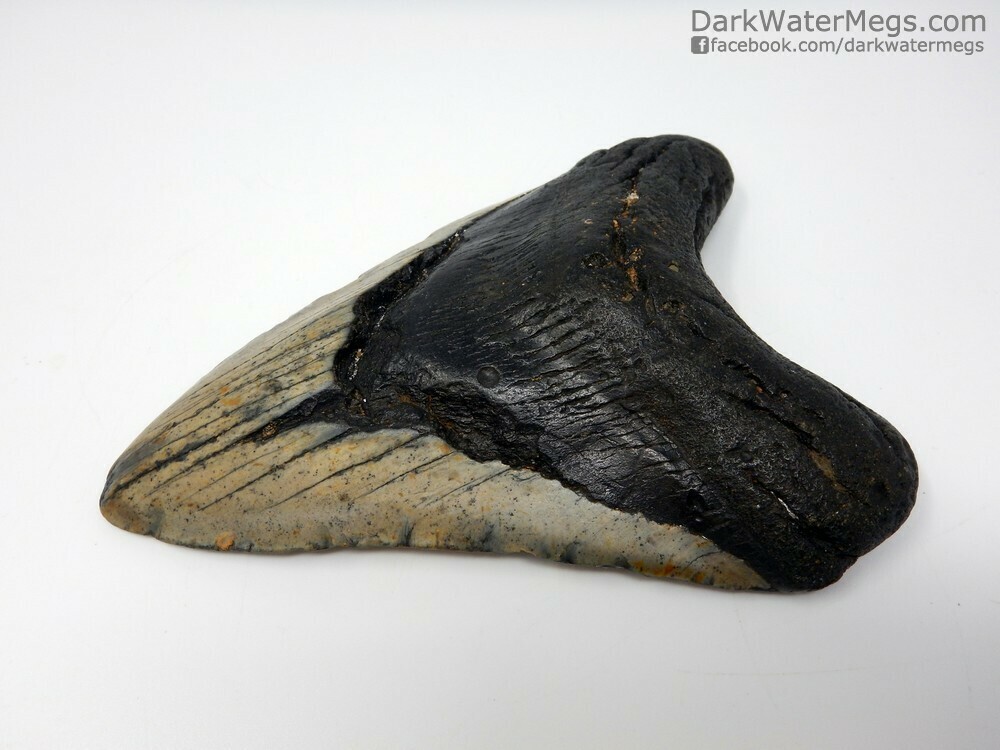 5.72&quot;  Extra Large Megalodon Fossil