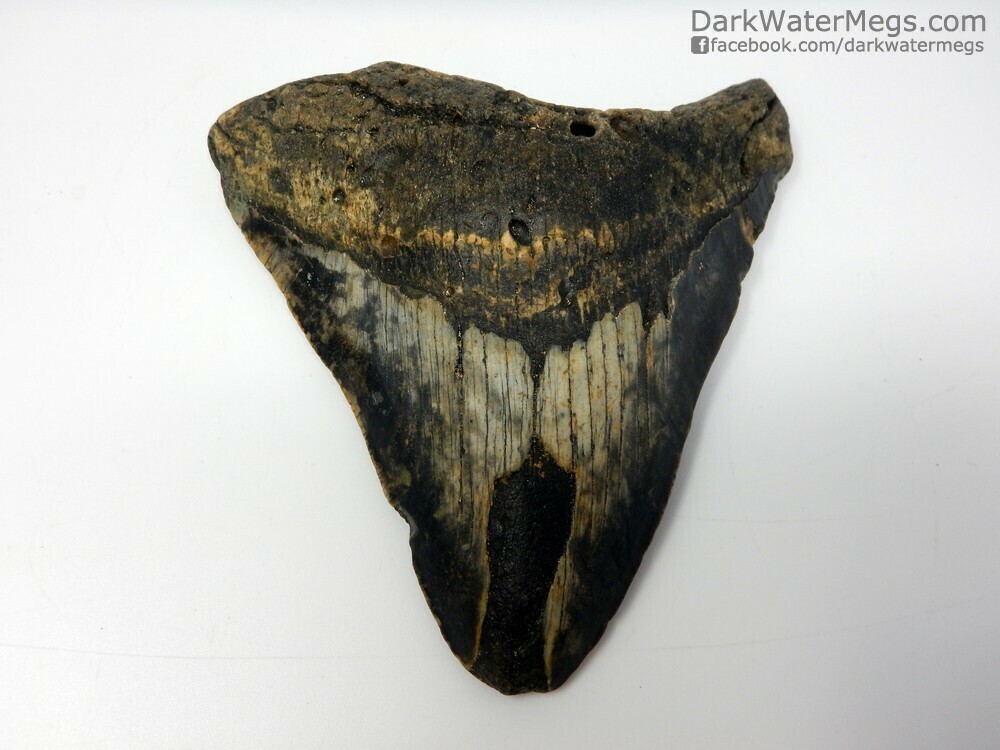 5.09&quot;  Ancient Megalodon Fossil
