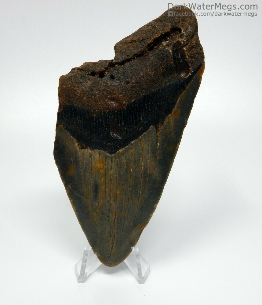 4.82&quot;  Bargain megalodon fossil