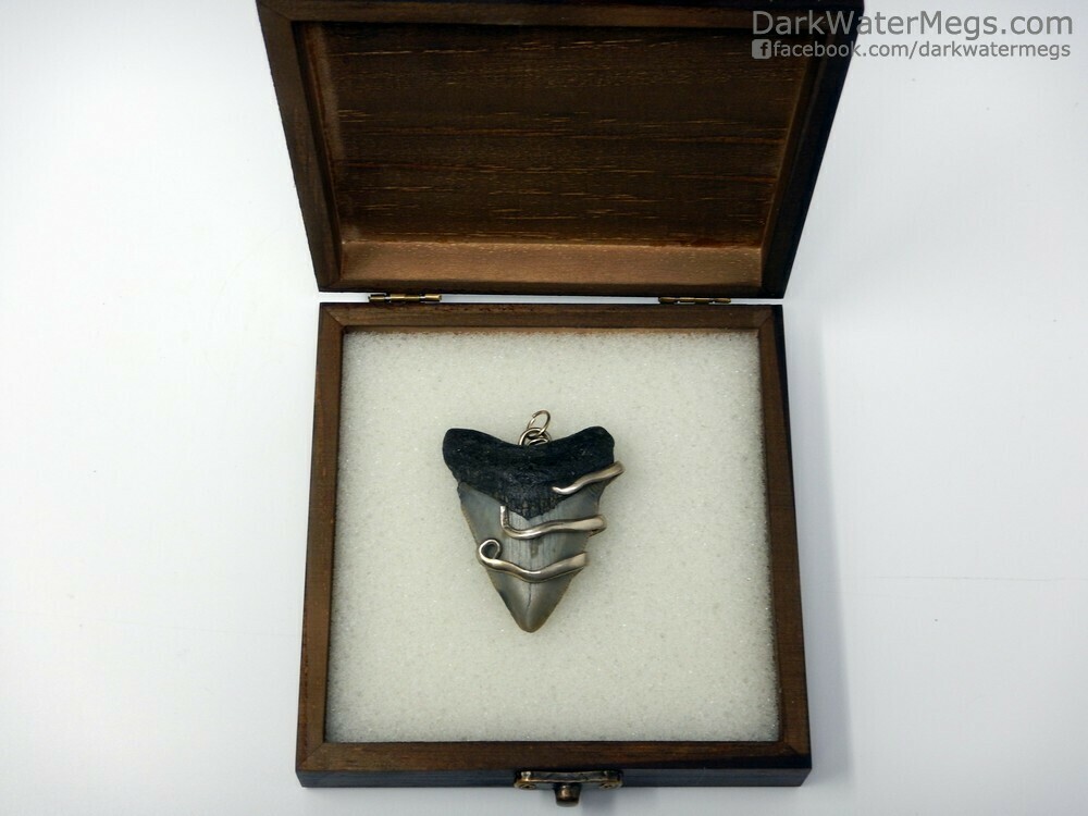 2.37&quot; Fork Wrapped Megalodon Necklace In Box