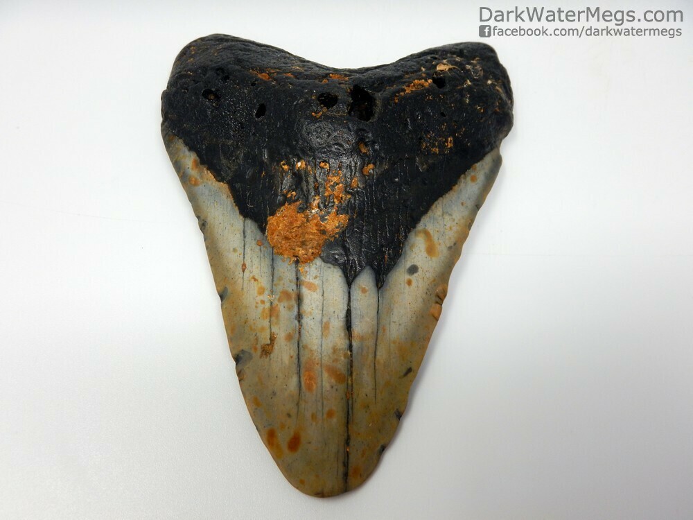 4.68&quot;  contrasting megalodon fossil