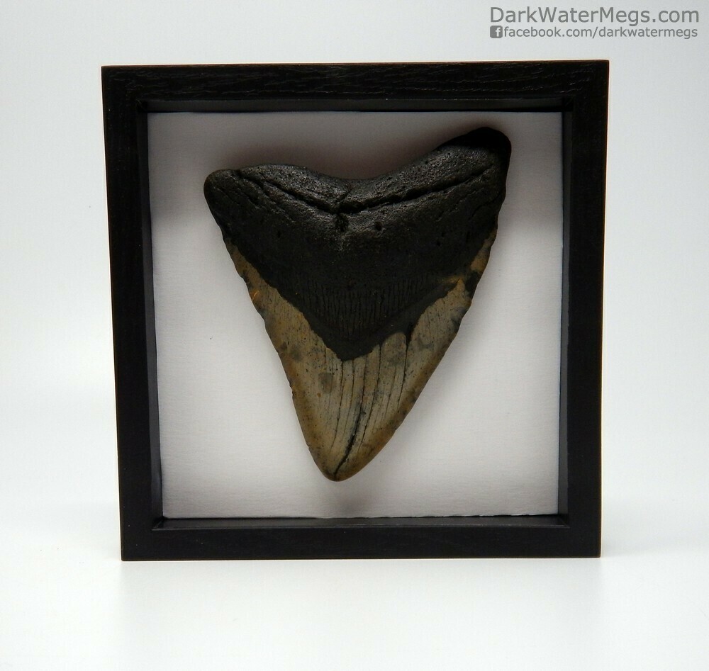 4.79&quot; shadow box framed megalodon