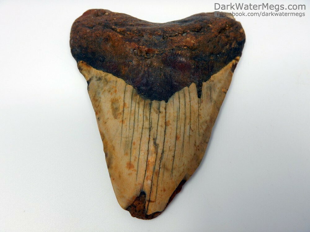 4.81&quot;  orange and red megalodon fossil