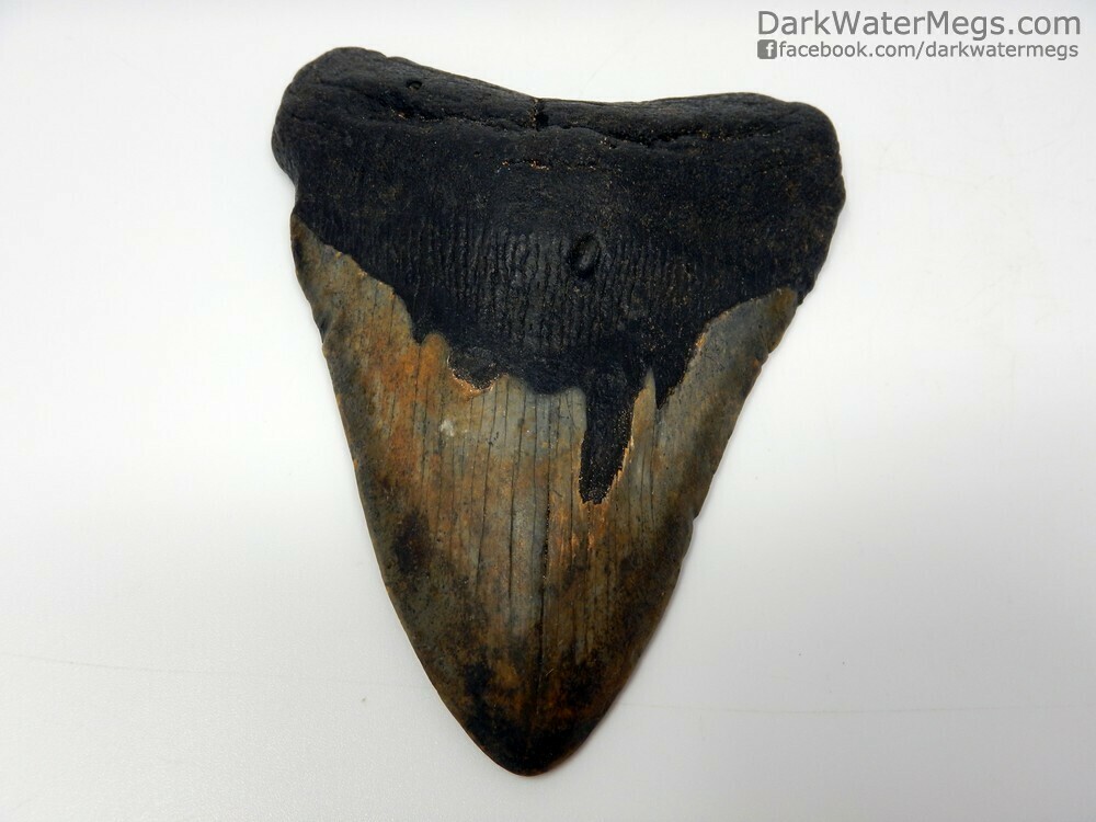 4.77&quot;  dark rooted megalodon fossil