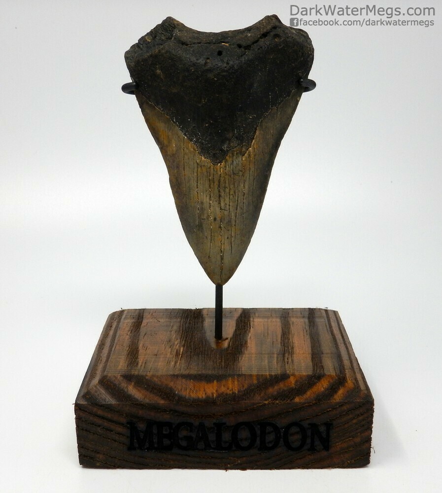 4.42&quot;  lower megalodon on stand