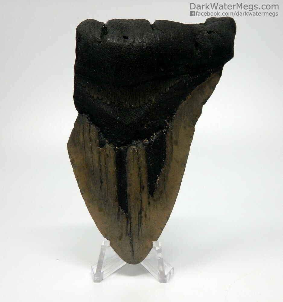 4.74&quot;  Bargain megalodon fossil