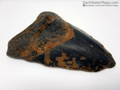 4.35" orange and black megalodon fossil