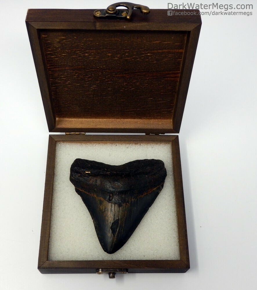 4.01&quot;  posterior megalodon fossil in box