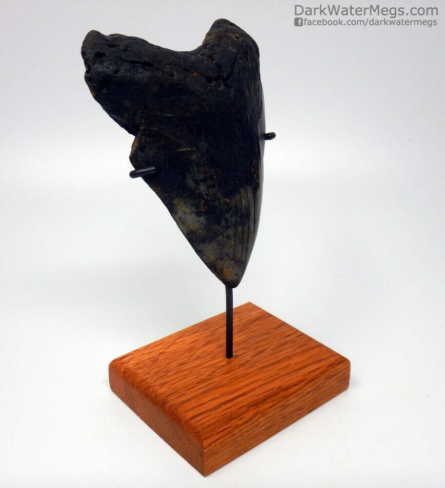 4.96&quot;  large black megalodon on stand