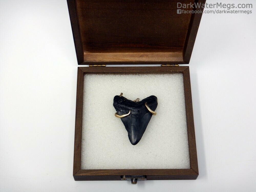 2.54&quot; Fork Wrapped Megalodon Necklace In Box