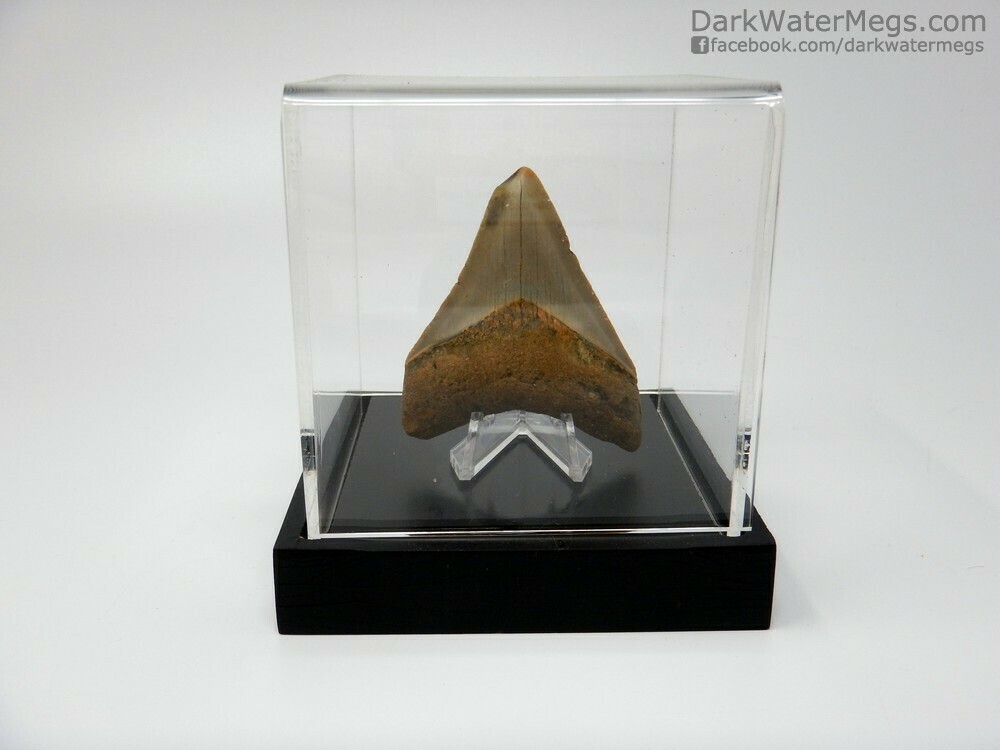 2.75&quot; Megalodon on stand in case