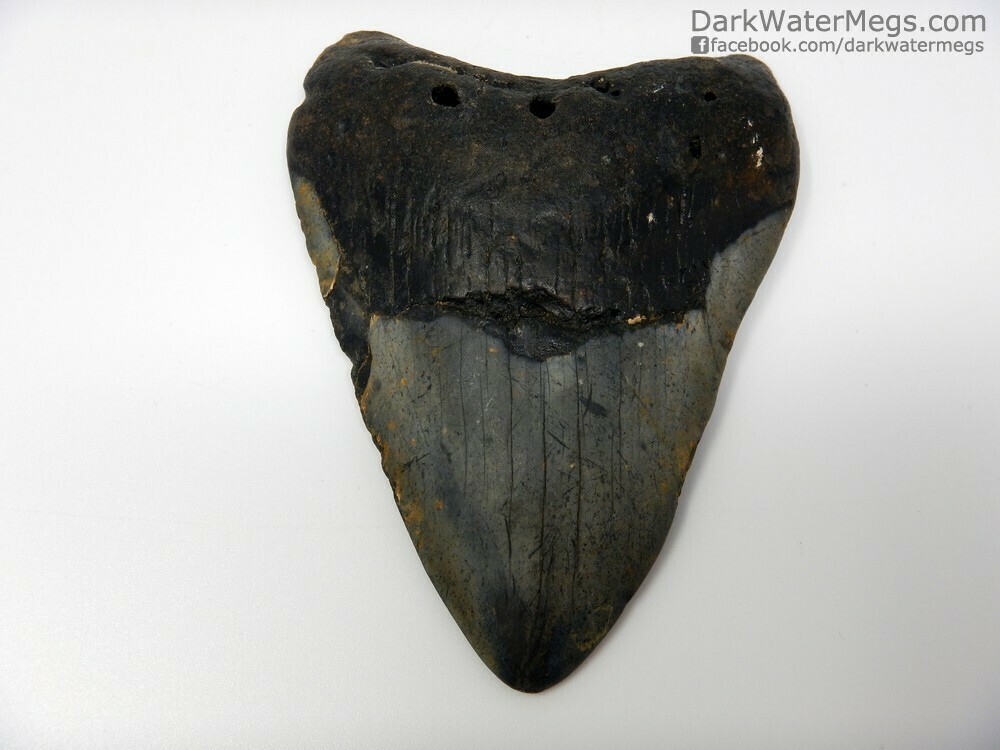 4.61&quot;  contrasting megalodon fossil