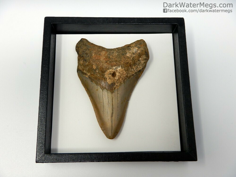 3.51&quot; shadow box framed megalodon