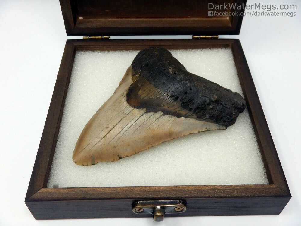 4.26&quot; Contrasting megalodon in box