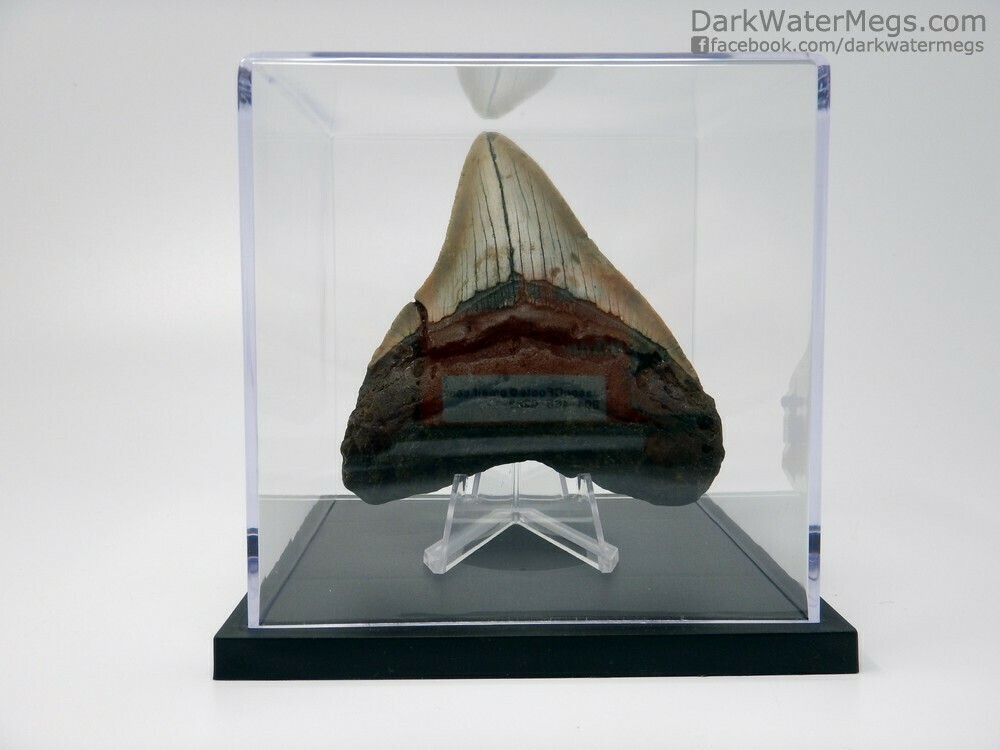 4.12&quot; Megalodon fossil on stand in case
