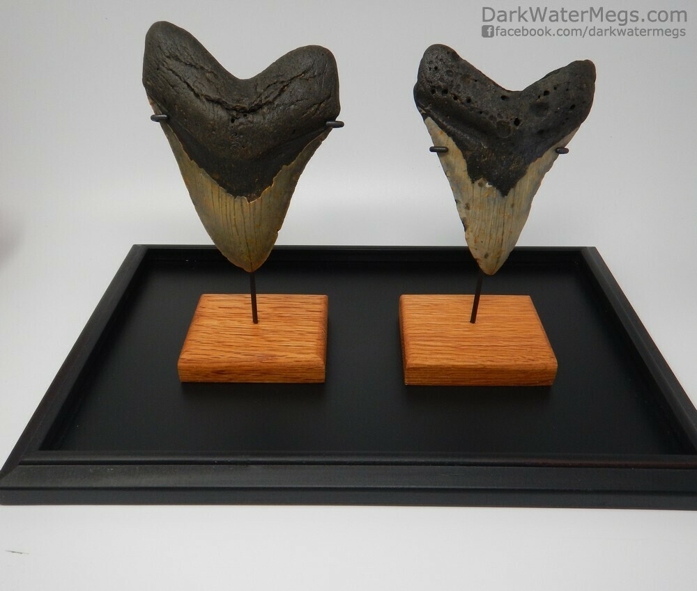 5.53&quot; and 5.26&quot; Upper and Lower Megalodon In Case