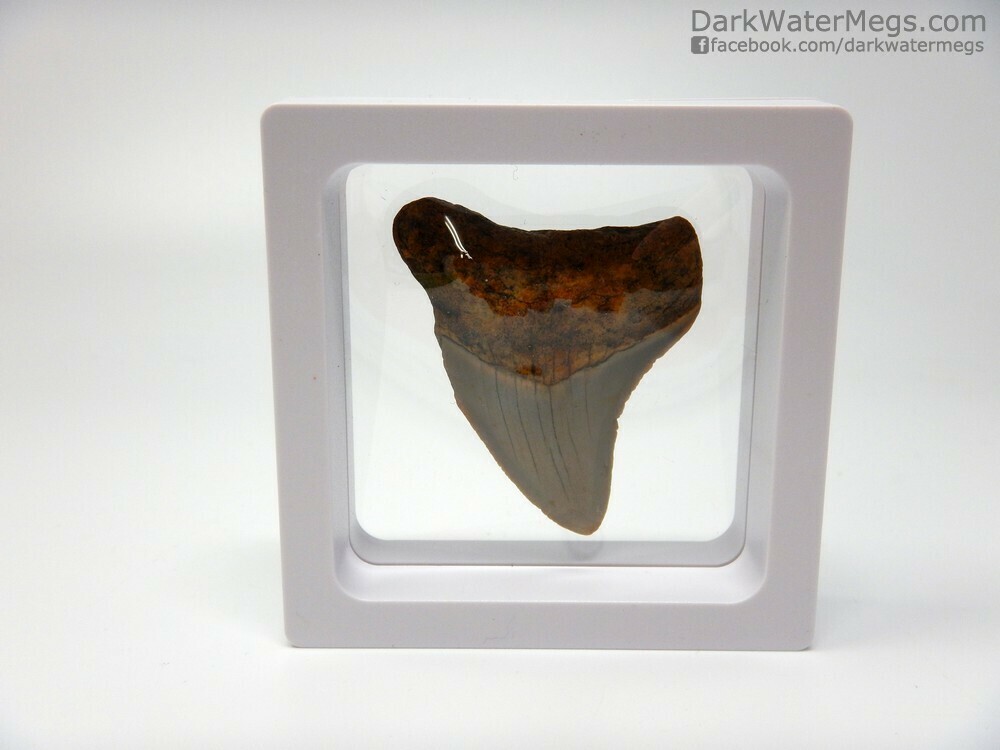 2.00&quot; small orange megalodon tooth In Floating Frame