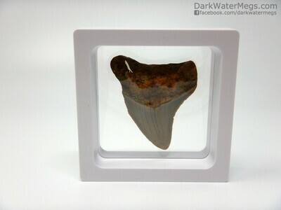 2.00" small orange megalodon tooth In Floating Frame