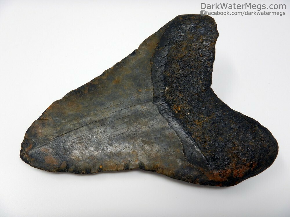 5.09&quot;  large fossil megalodon tooth