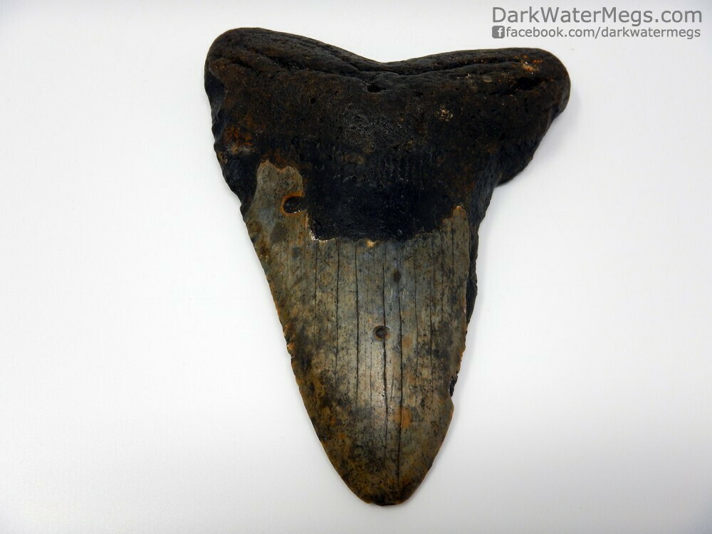 5.42&quot;  large narrow megalodon