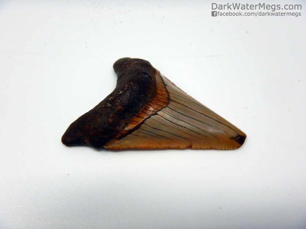2.01&quot; orange juvenile megalodon tooth