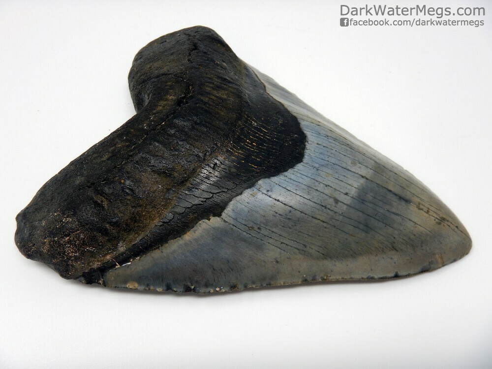 5.90&quot; massive stunning megalodon