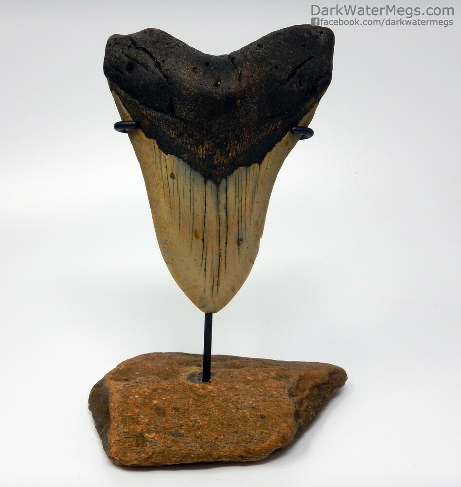 4.90&quot; large lower megalodon on bone stand