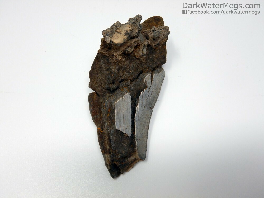 4.16&quot; partial megalodon with matrix