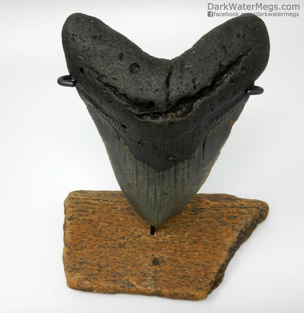 5.28&quot; dark megalodon on bone stand