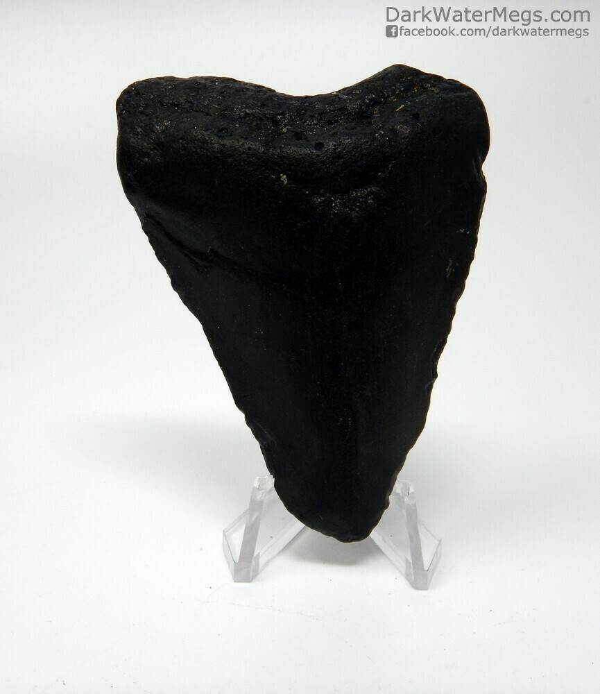 2.97&quot; black megalodon on stand