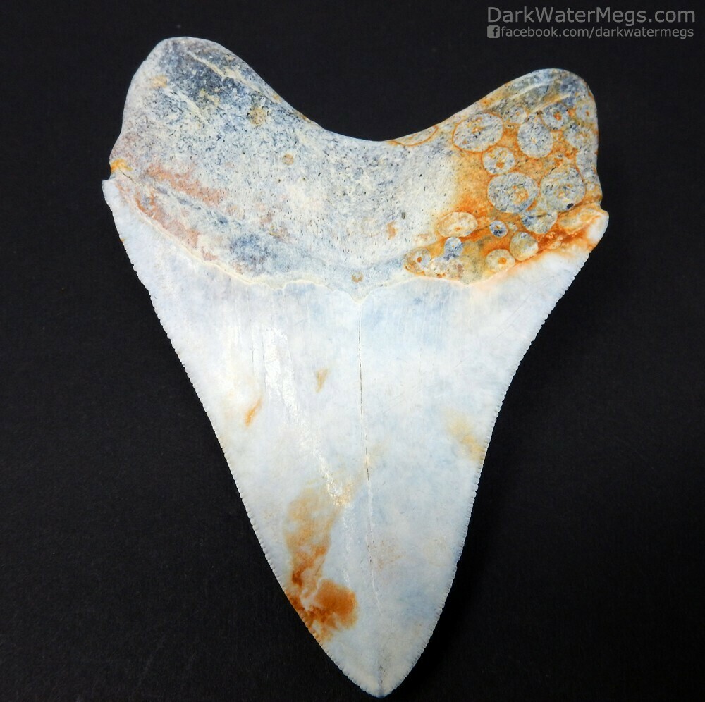 4.17&quot; white and blue megalodon
