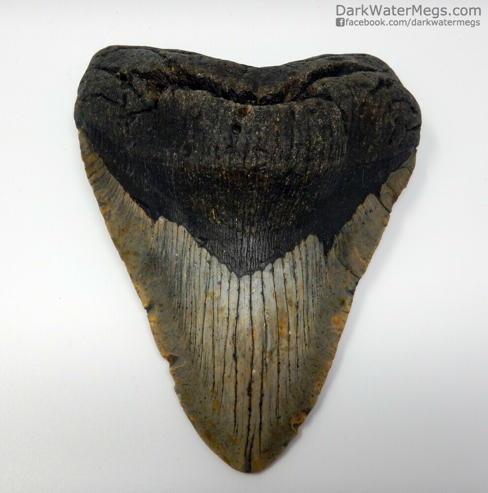 5.78&quot; giant megalodon