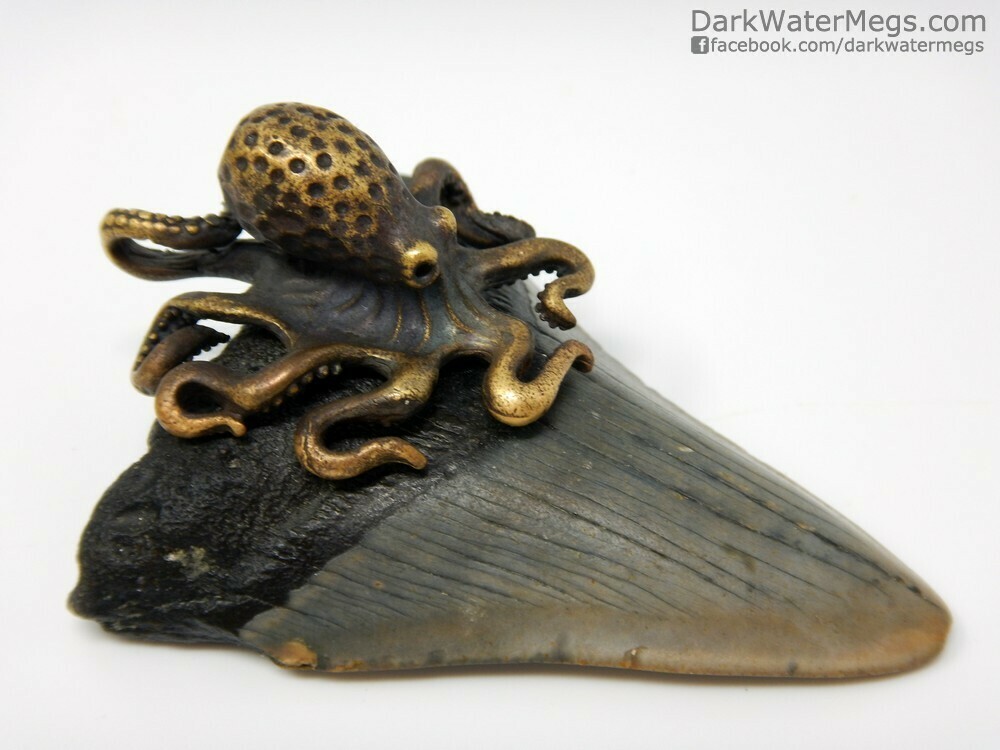 2.65&quot; Megalodon tooth with octopus setting