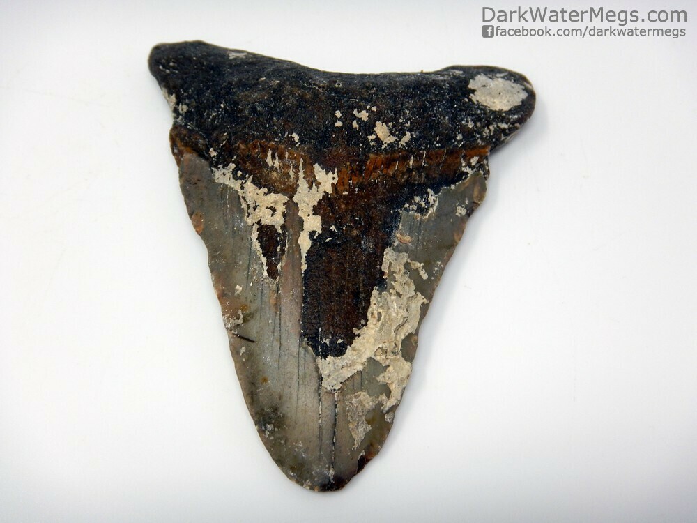 3.76&quot; Uncleaned Megalodon Tooth