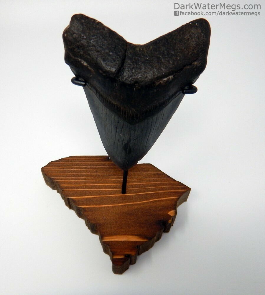 4.42&quot; Megalodon on South Carolina stand