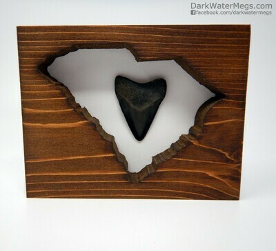 2.09" Megalodon in south Carolina frame