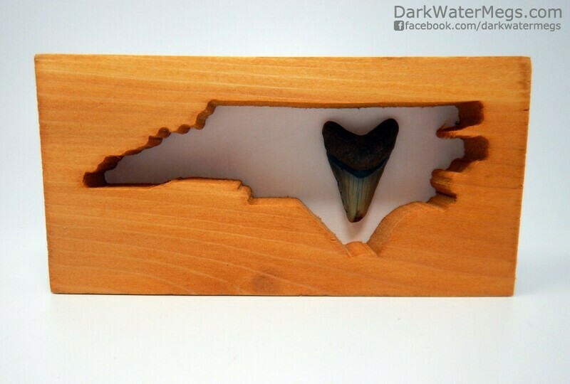 1.53" Baby Megalodon in nouth Carolina frame