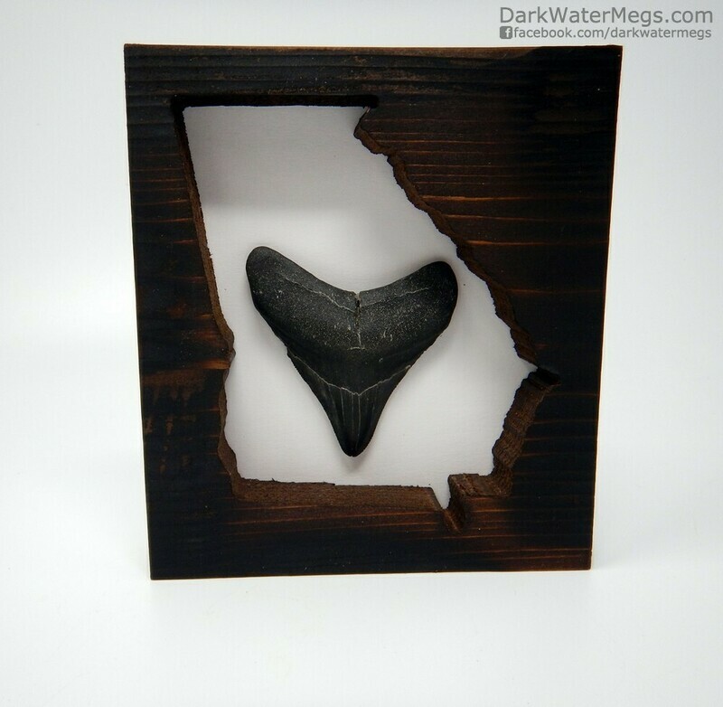 2.93" Megalodon in georgia frame