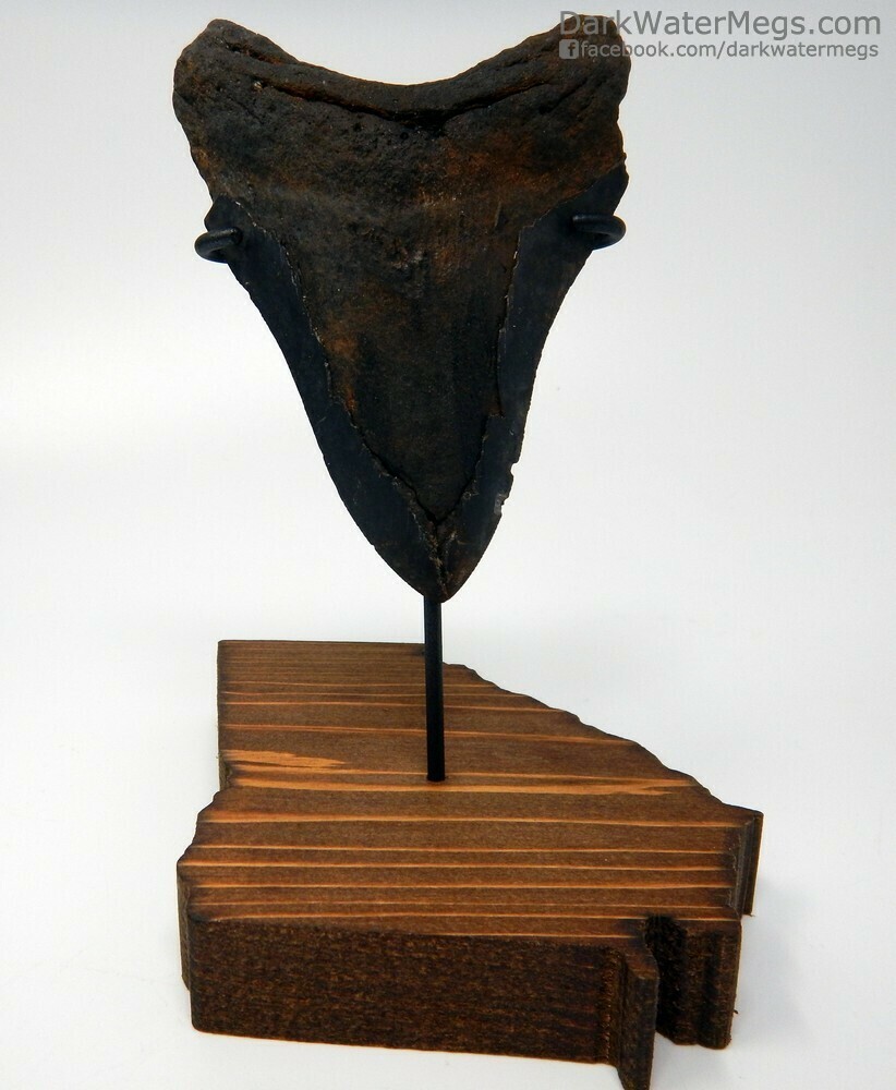 4.49&quot; Megalodon on Georgia Stand
