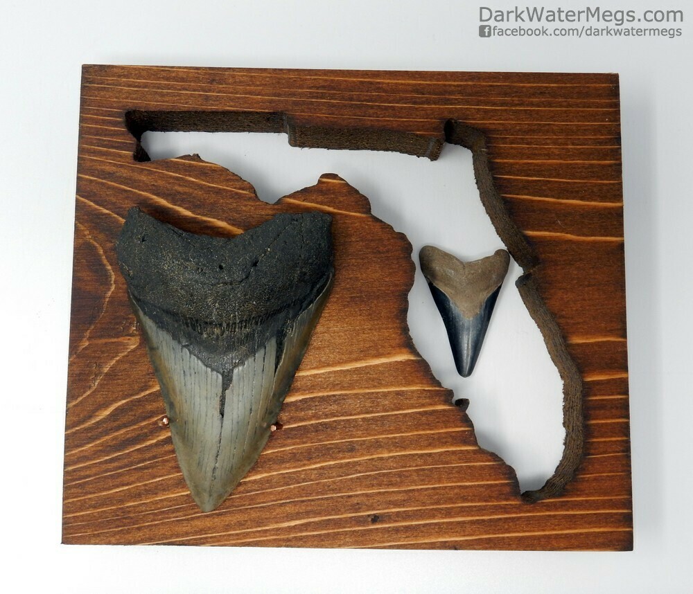 1.56&quot; and 3.14&quot; Megalodons in florida frame