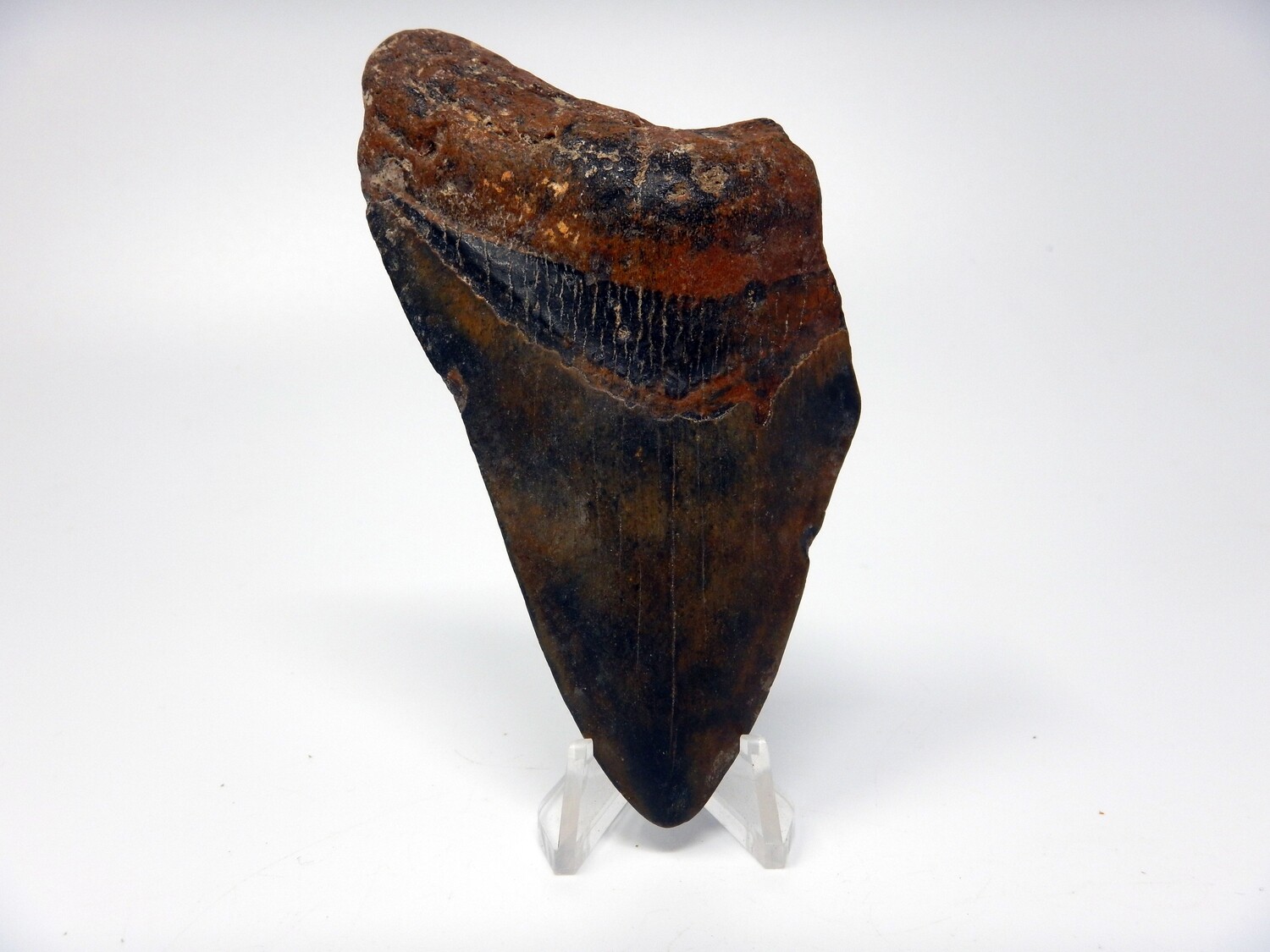 4.39&quot;  Bargain orange and black megalodon fossil