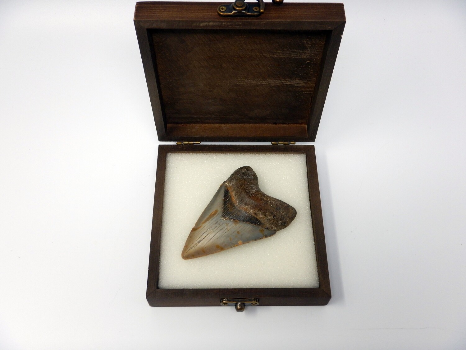 3.65&quot;  Beautiful megalodon fossil in wood box