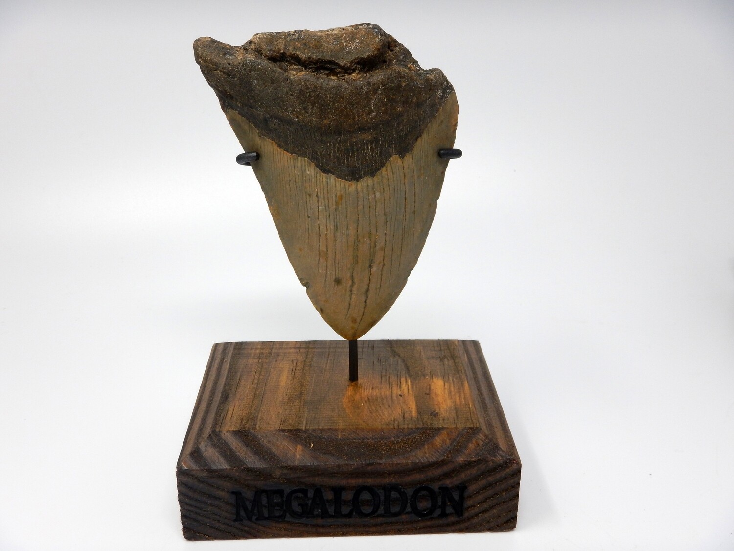 4.64&quot;  Bargain megalodon fossil on stand