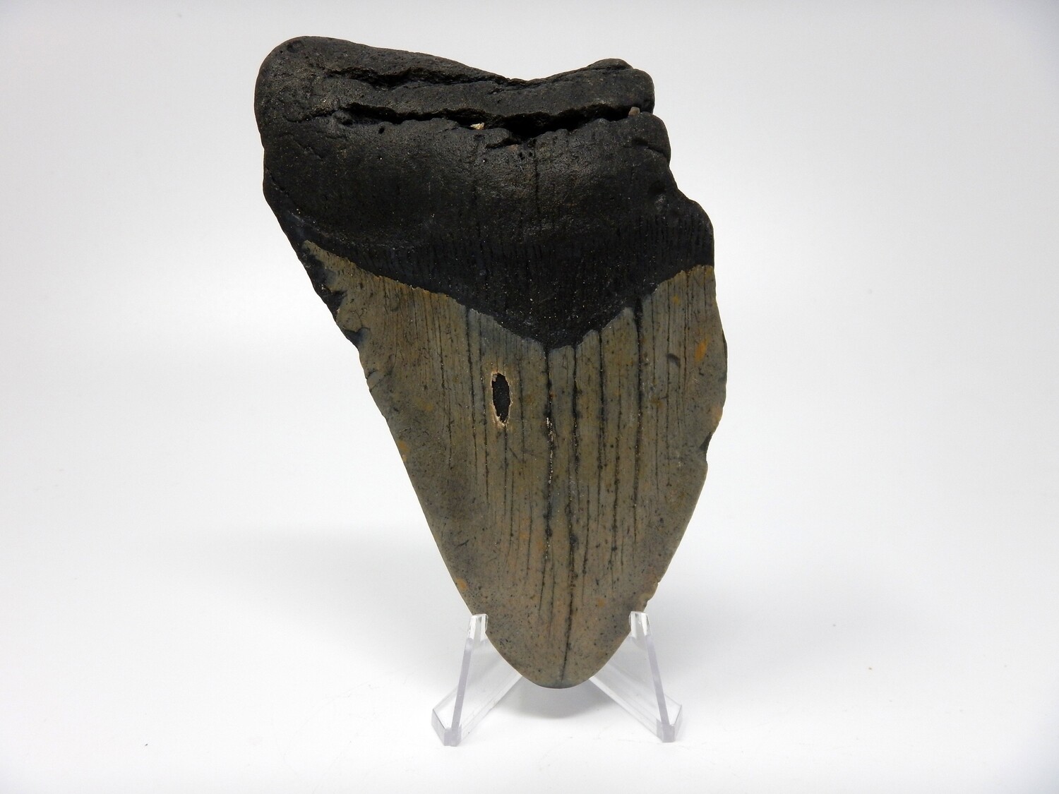 5.36&quot;  Bargain megalodon fossil