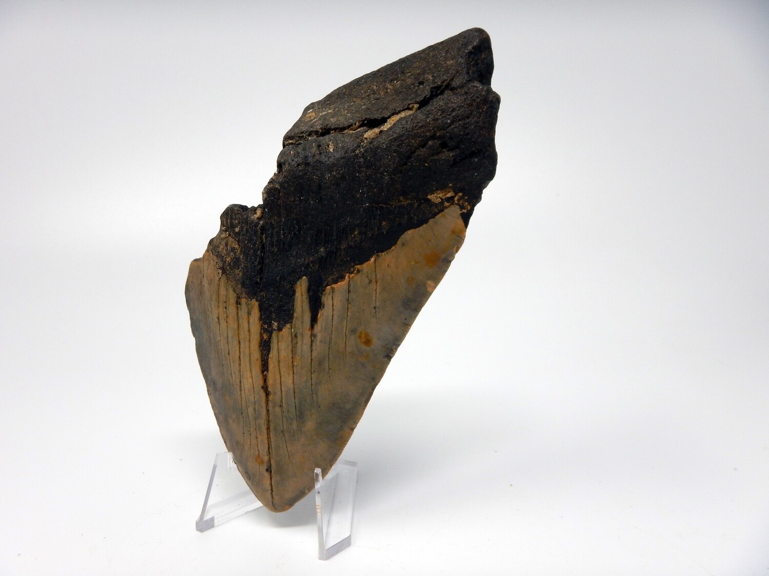 5.49&quot;  Bargain giant megalodon fossil