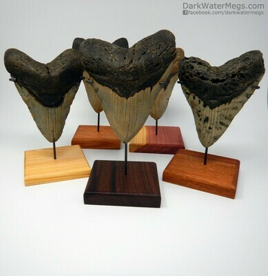 Wood Stand With Powder Coated Metal Upright For Megalodon Tooth